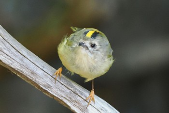 2022年9月26日(月) 奥庭荘(富士山)の野鳥観察記録