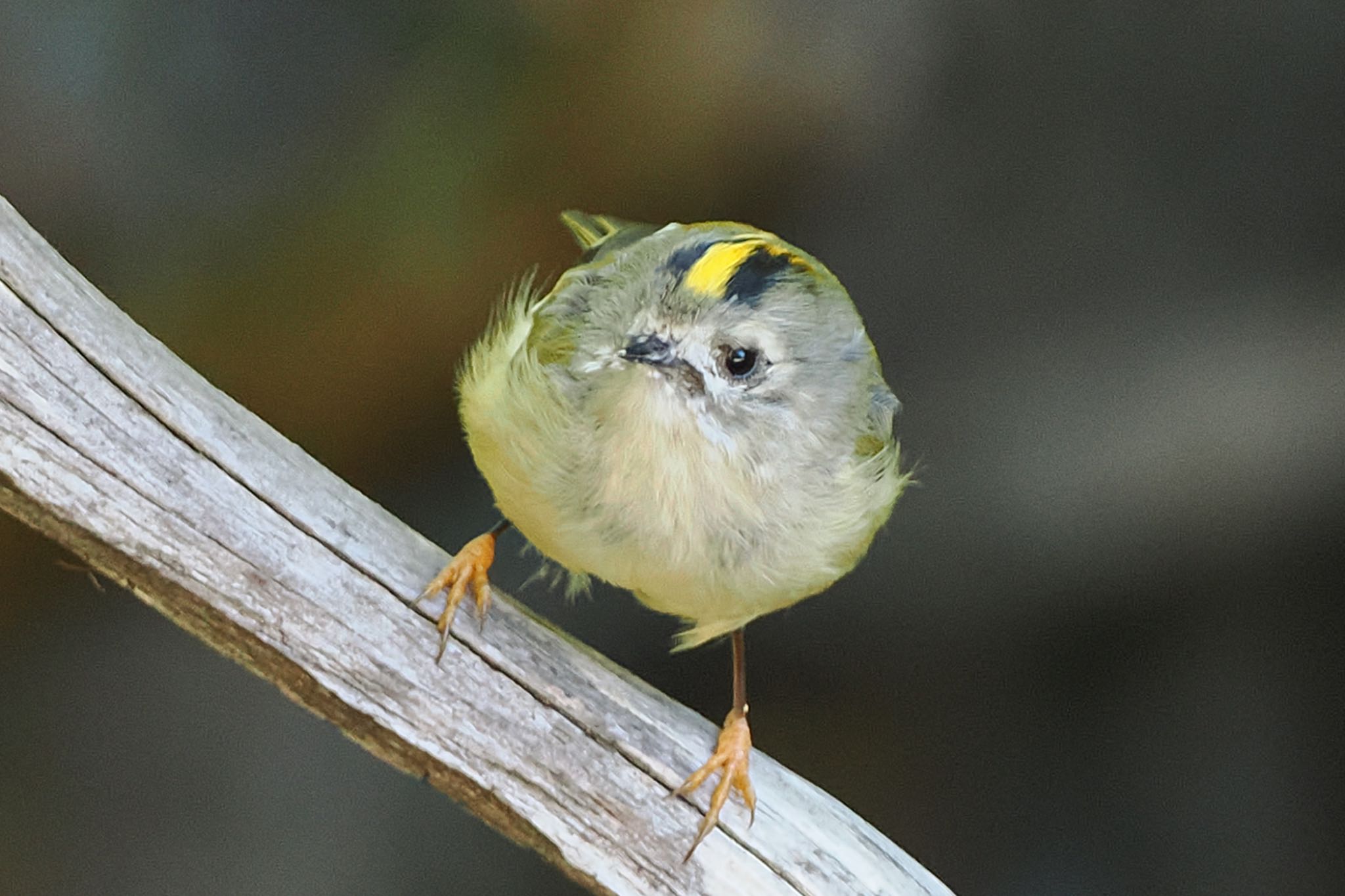 Goldcrest