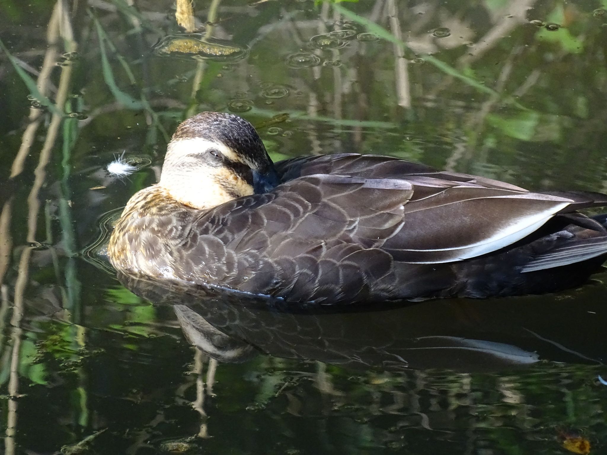 舞岡公園 カルガモの写真 by KAWASEMIぴー