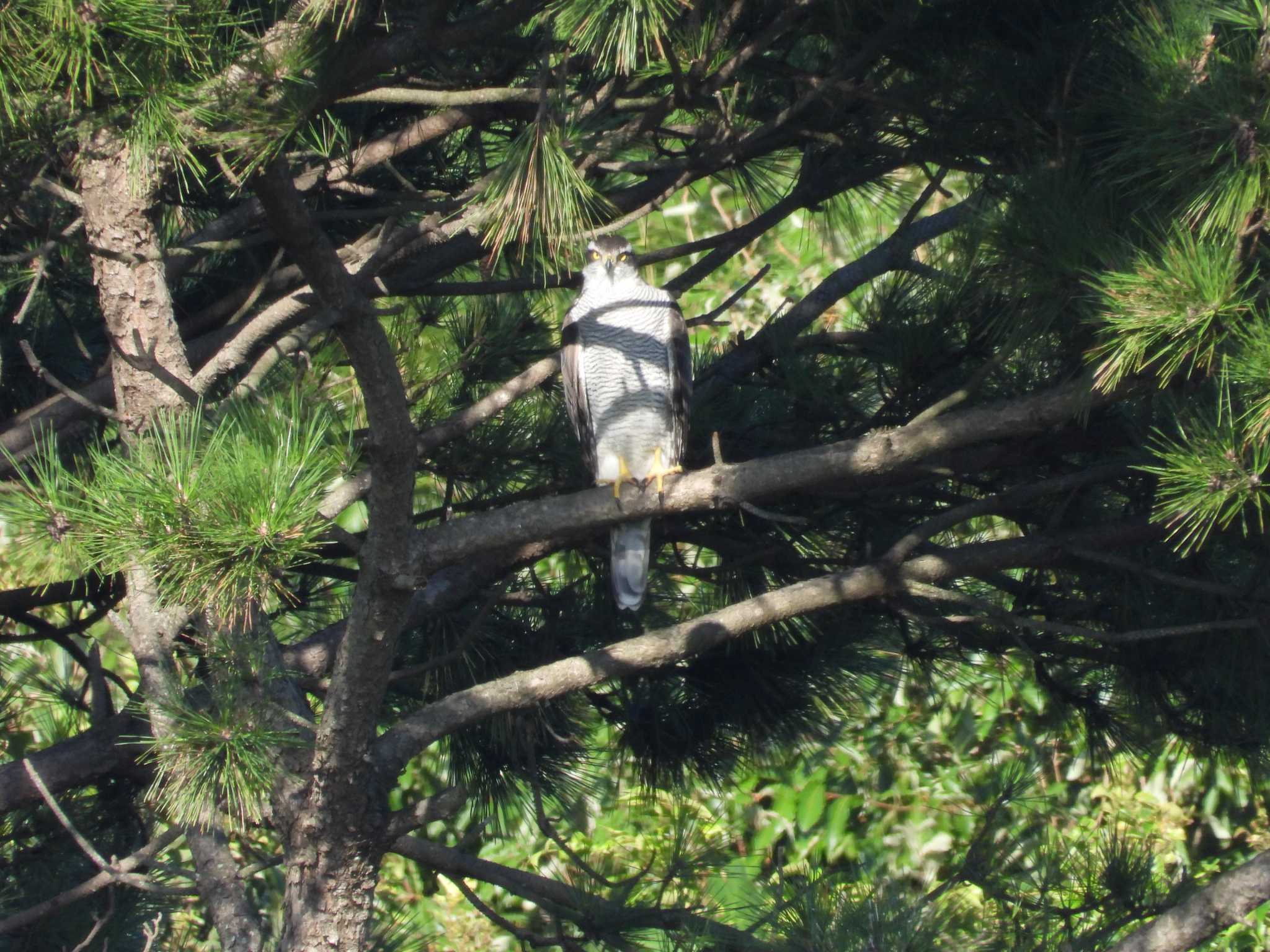 葛西臨海公園 オオタカの写真 by Toru Koido