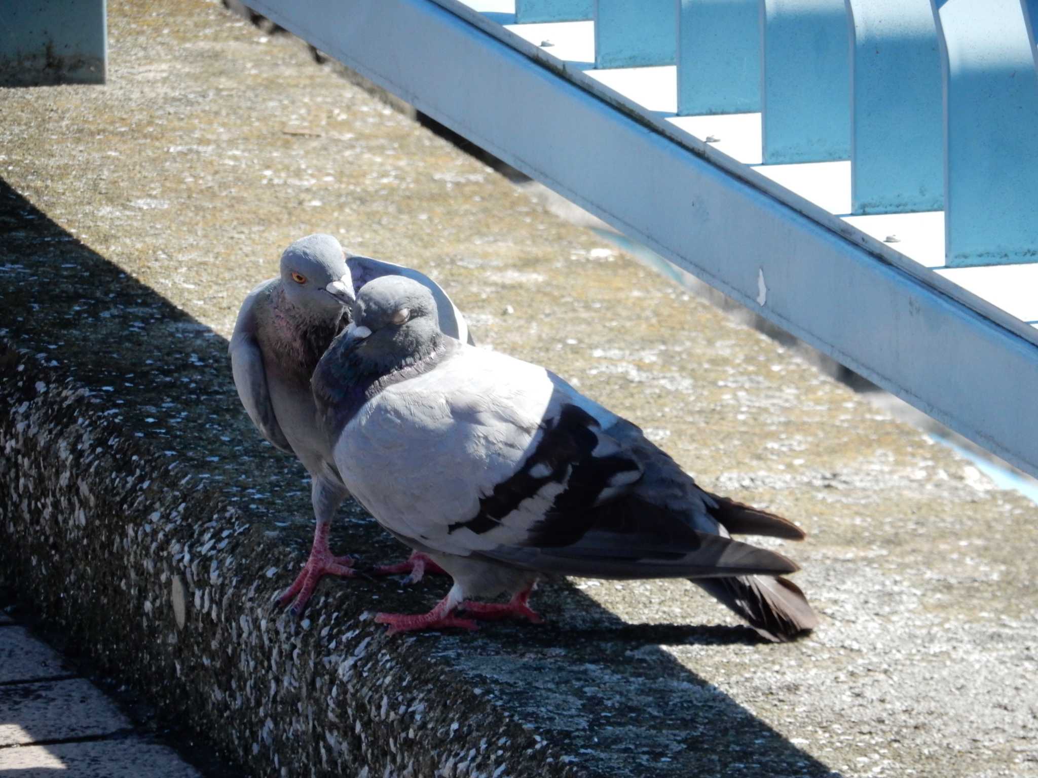 平和の森公園、江古田公園、妙正寺川 カワラバトの写真 by morinokotori