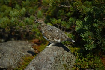 ライチョウ 白馬乗鞍岳 2019年10月5日(土)