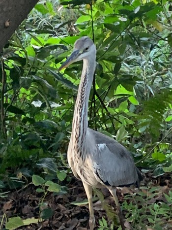 アオサギ 観音崎公園 2022年9月25日(日)