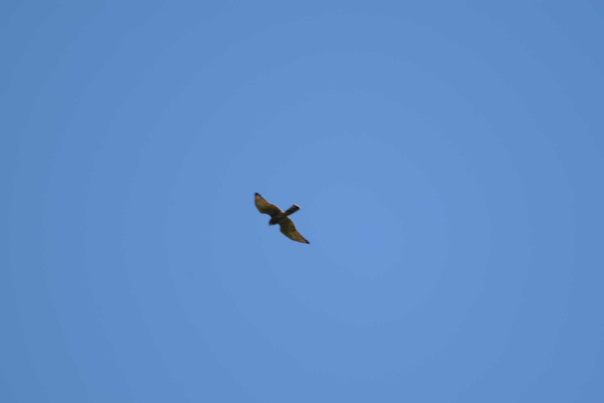 Photo of Eurasian Sparrowhawk at 庭田山頂公園 by sword-fish8240