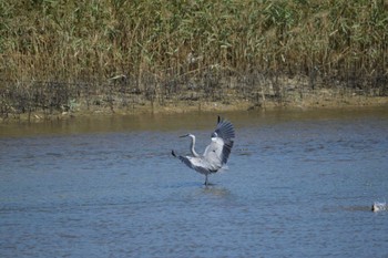 2022年9月24日(土) 鈴鹿川派川河口の野鳥観察記録