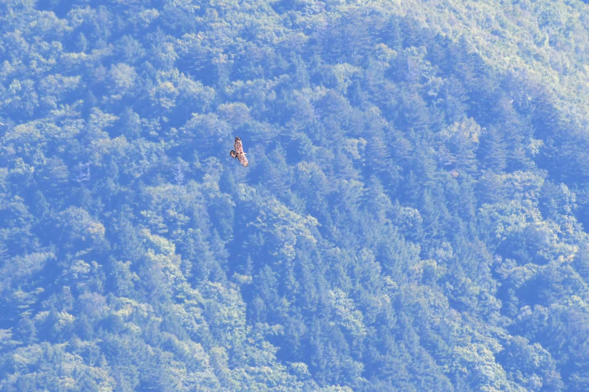 Crested Honey Buzzard