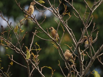 2022年9月25日(日) 伊佐沼の野鳥観察記録