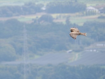 2022年9月17日(土) 朝日峠の野鳥観察記録