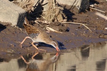 Brown-cheeked Rail Unknown Spots Sun, 1/14/2018