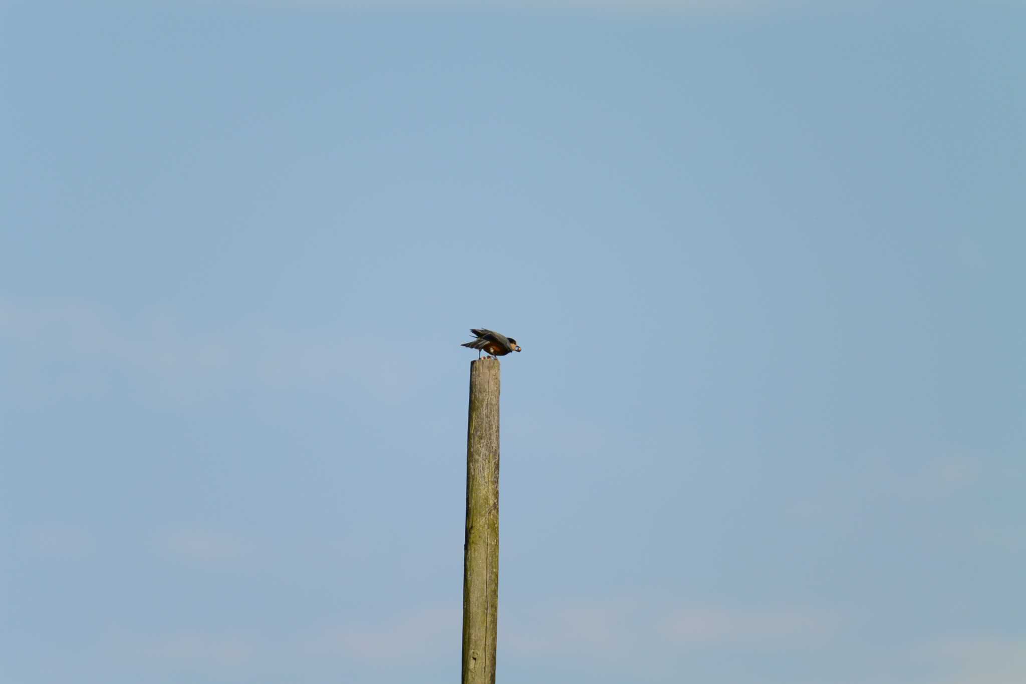 Varied Tit