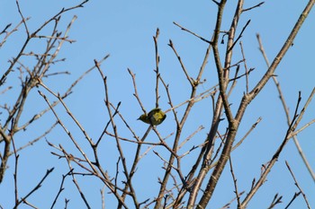 Warbling White-eye 北勢中央公園 Sat, 9/24/2022