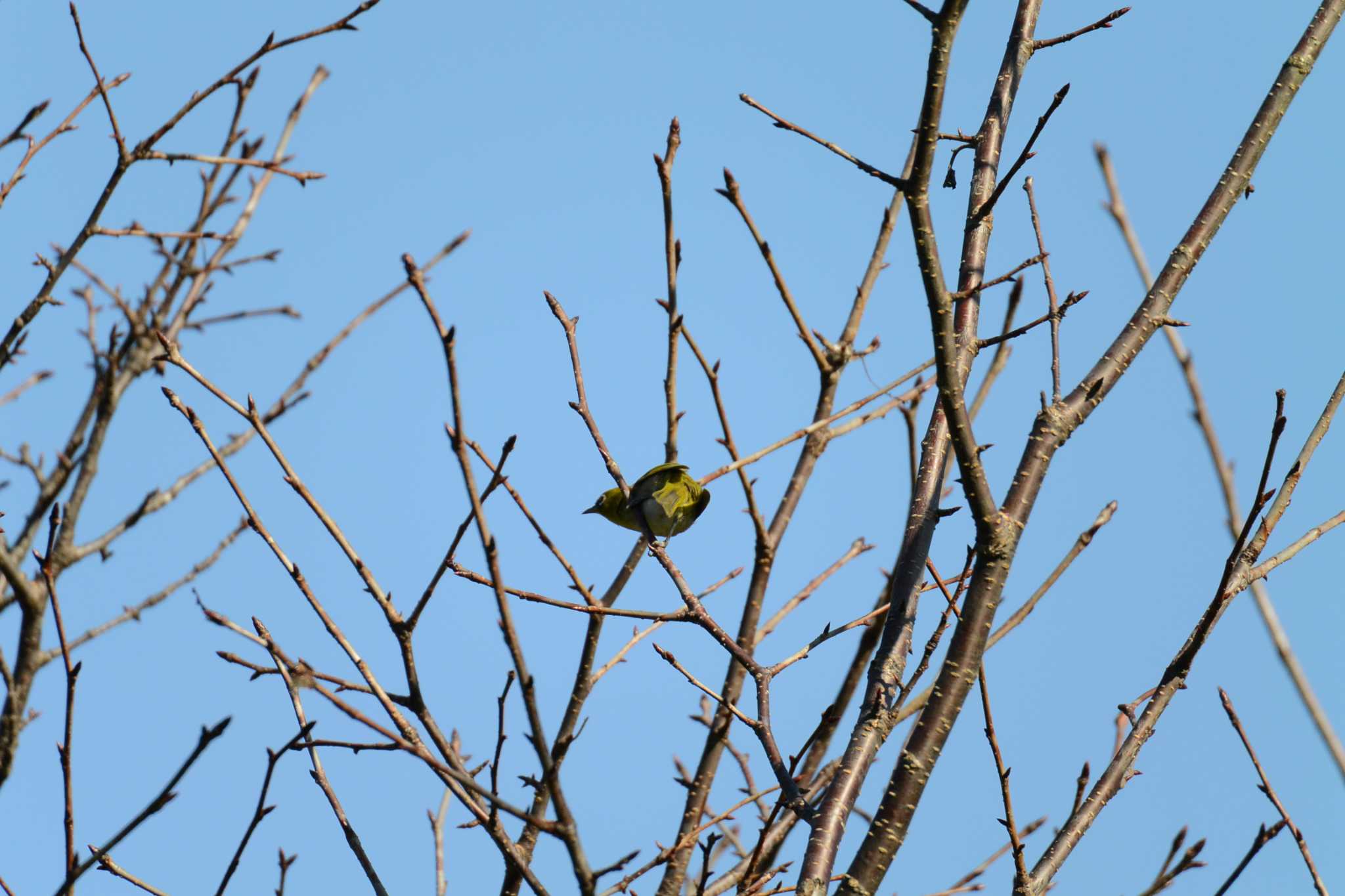 Warbling White-eye