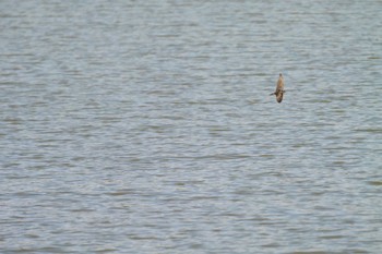 Sand Martin 北勢中央公園 Sat, 9/24/2022