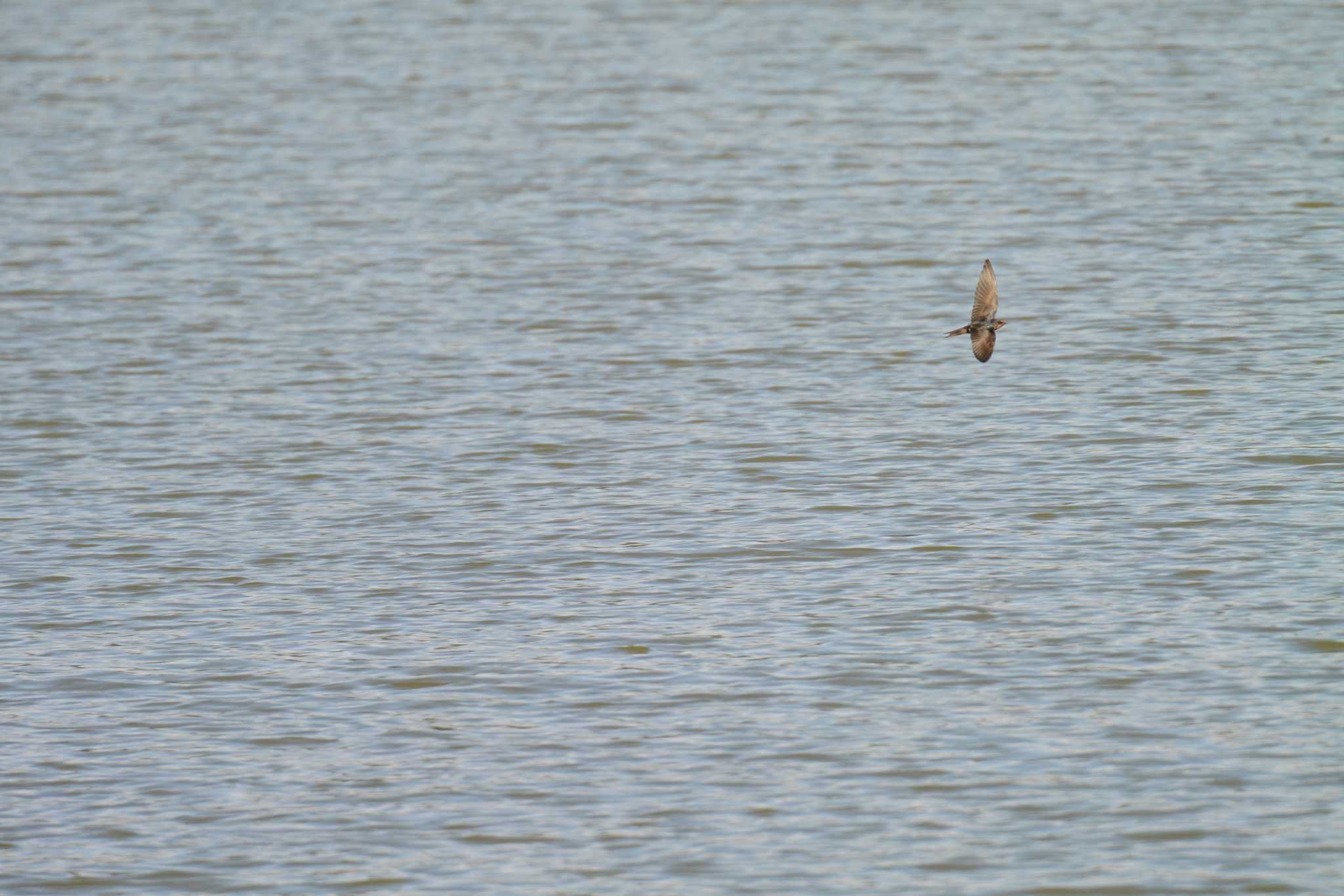 Photo of Sand Martin at 北勢中央公園 by sword-fish8240