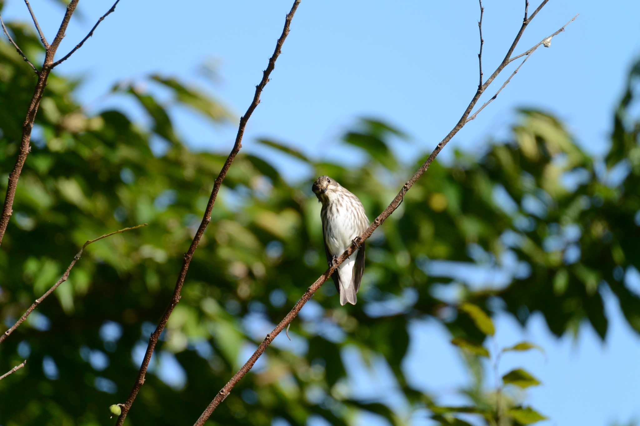 Photo of Grey-streaked Flycatcher at 北勢中央公園 by sword-fish8240