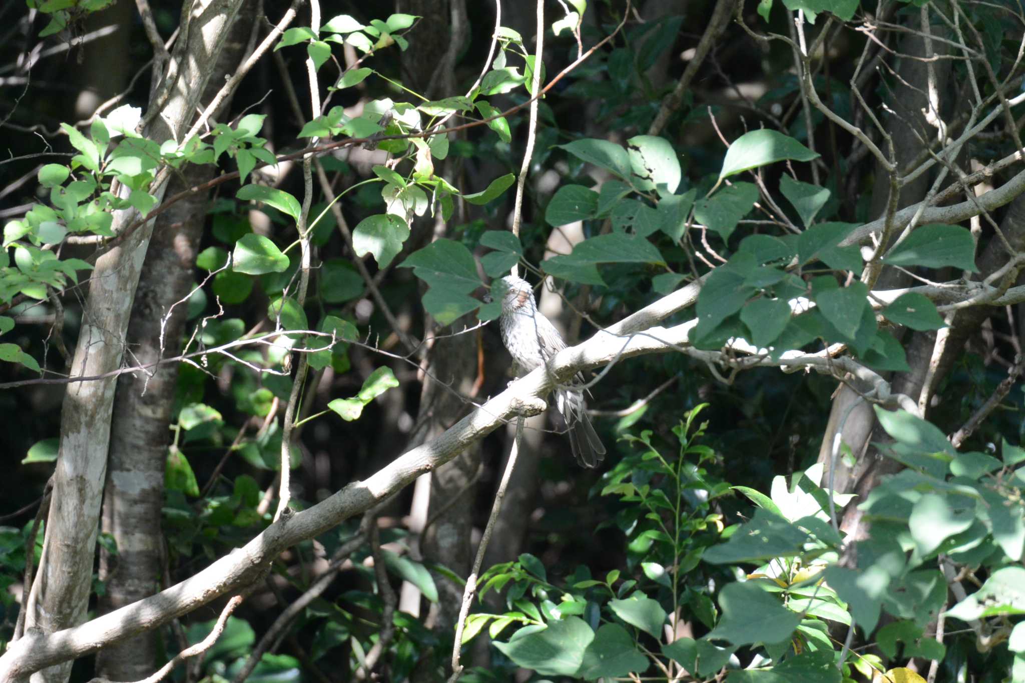 Photo of Brown-eared Bulbul at 北勢中央公園 by sword-fish8240