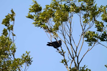 Carrion Crow 北勢中央公園 Sat, 9/24/2022