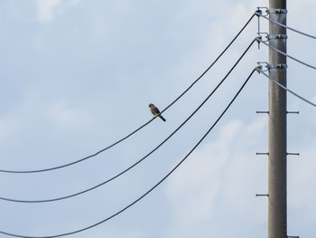 2022年9月17日(土) 妙岐ノ鼻の野鳥観察記録