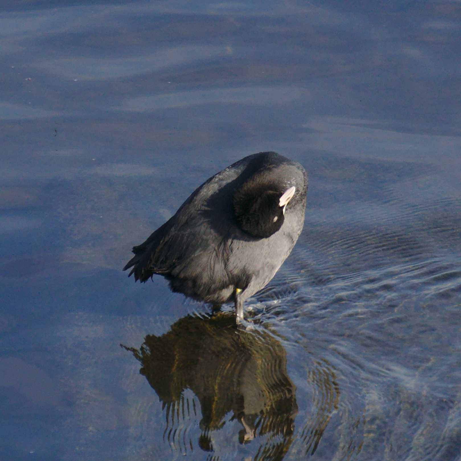 Eurasian Coot