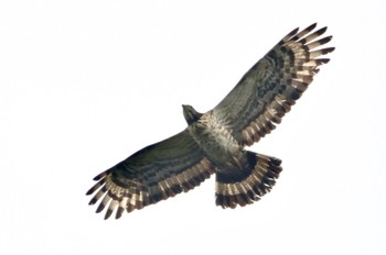 Crested Honey Buzzard 油山市民の森 Fri, 9/23/2022