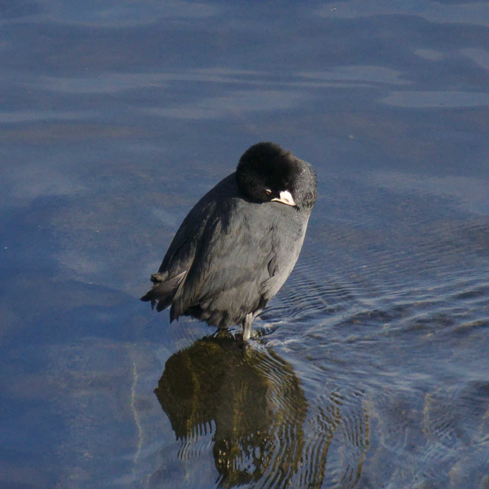 Eurasian Coot