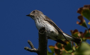 Mon, 9/26/2022 Birding report at 東京都多摩地域