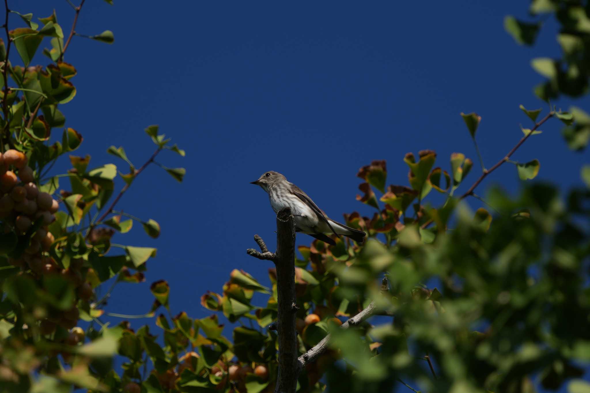 Grey-streaked Flycatcher