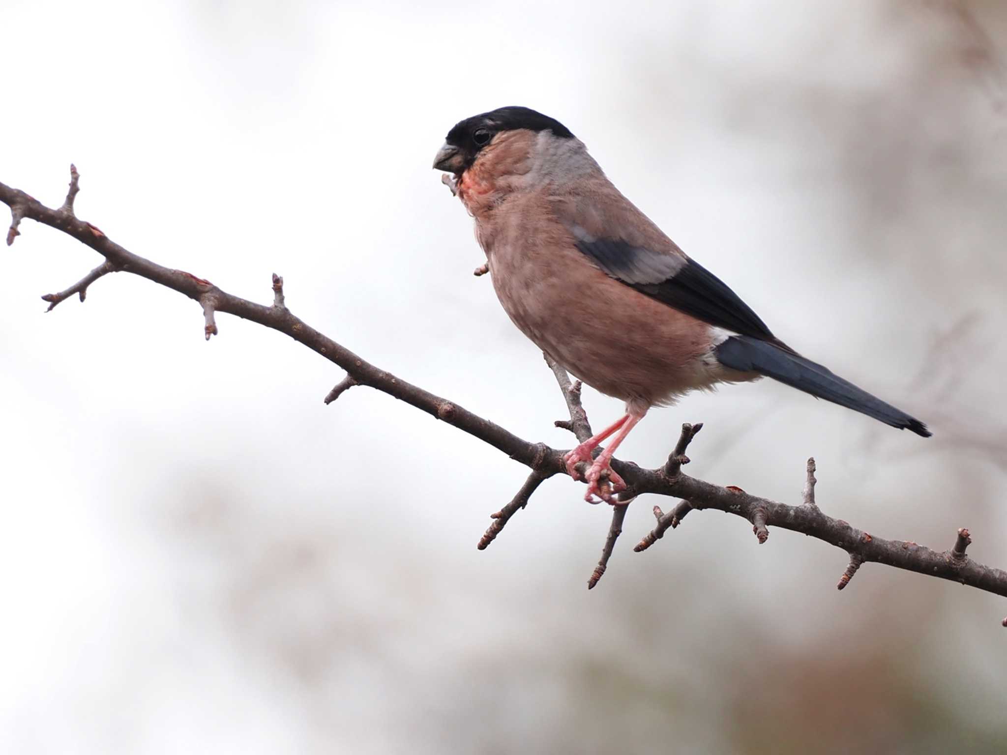 Eurasian Bullfinch(rosacea)