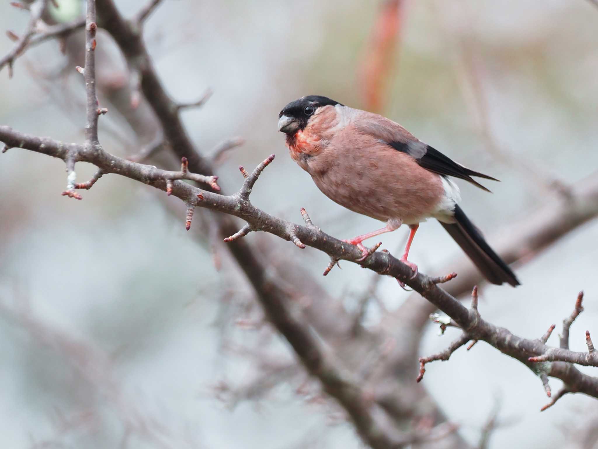 Eurasian Bullfinch(rosacea)