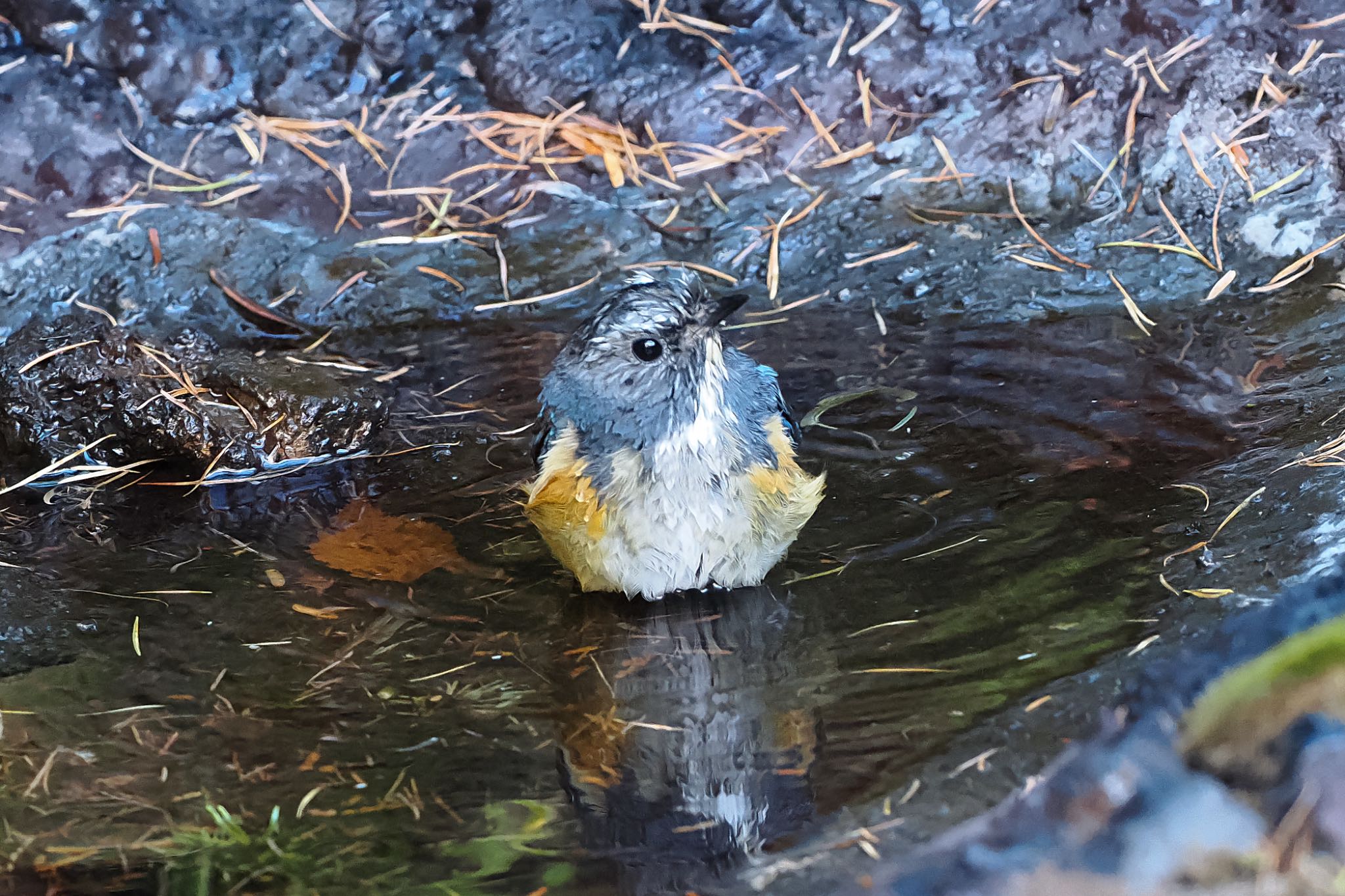 Red-flanked Bluetail