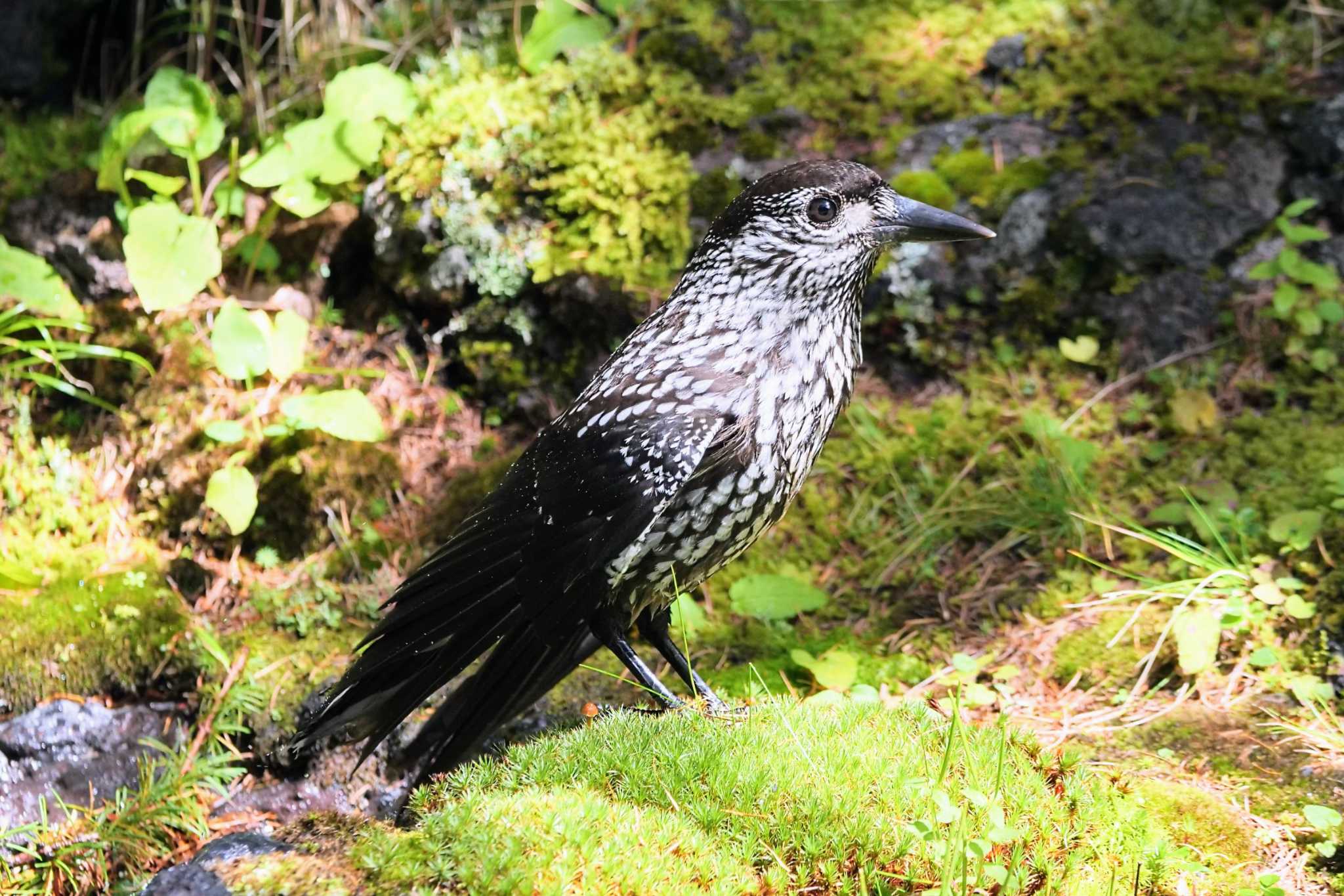 Spotted Nutcracker