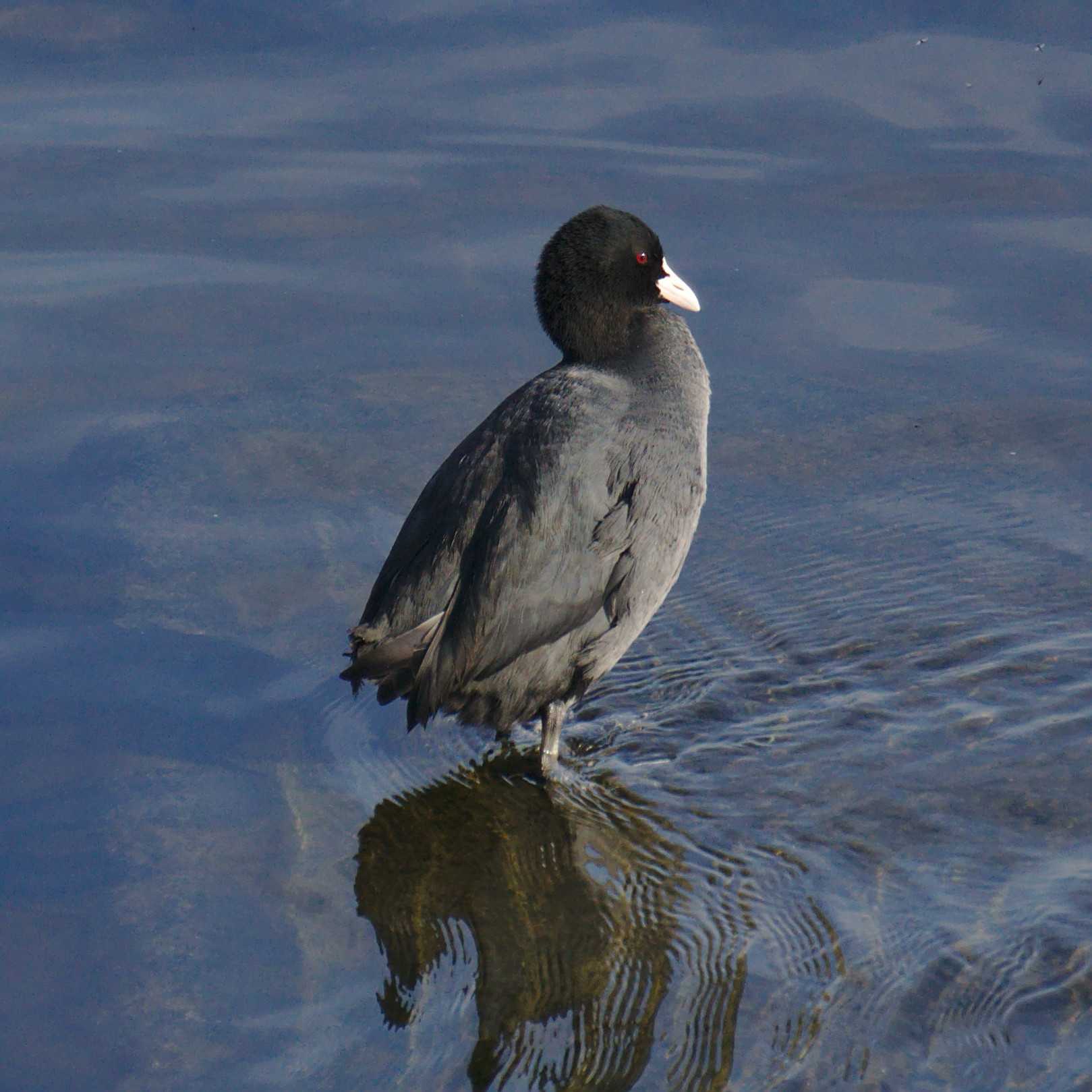 Eurasian Coot