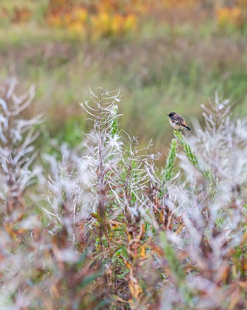 Amur Stonechat 長野県 Thu, 9/15/2022