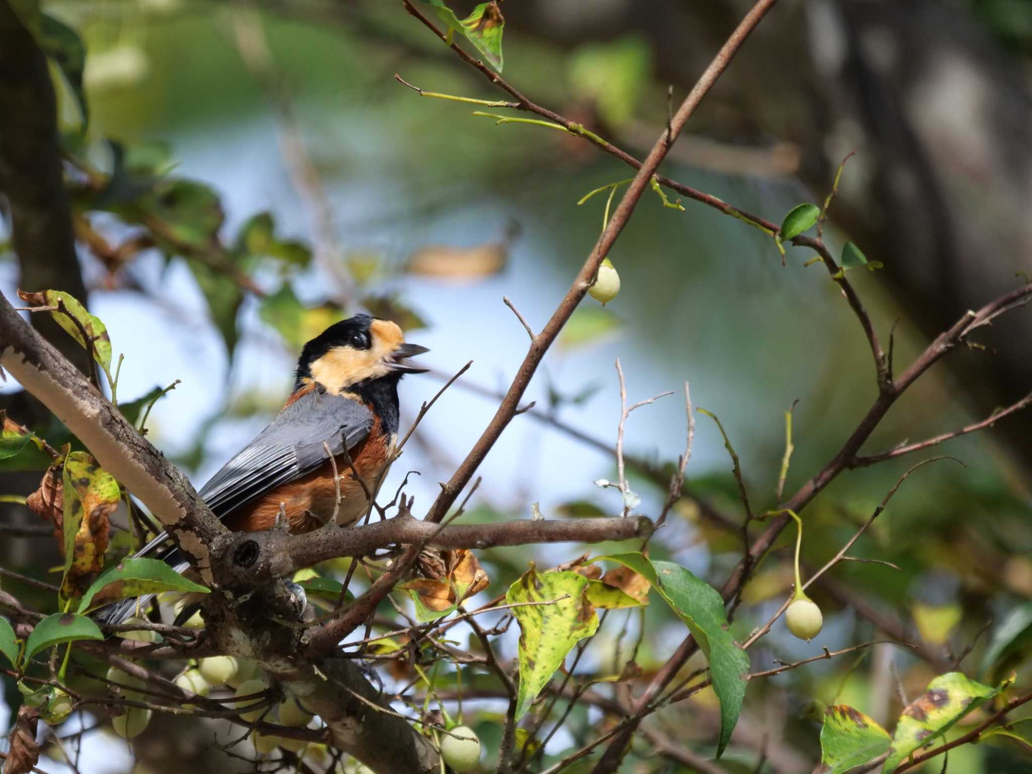 秩父 ヤマガラの写真 by little birds