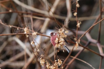 Siberian Long-tailed Rosefinch Hayatogawa Forest Road Sun, 2/4/2018