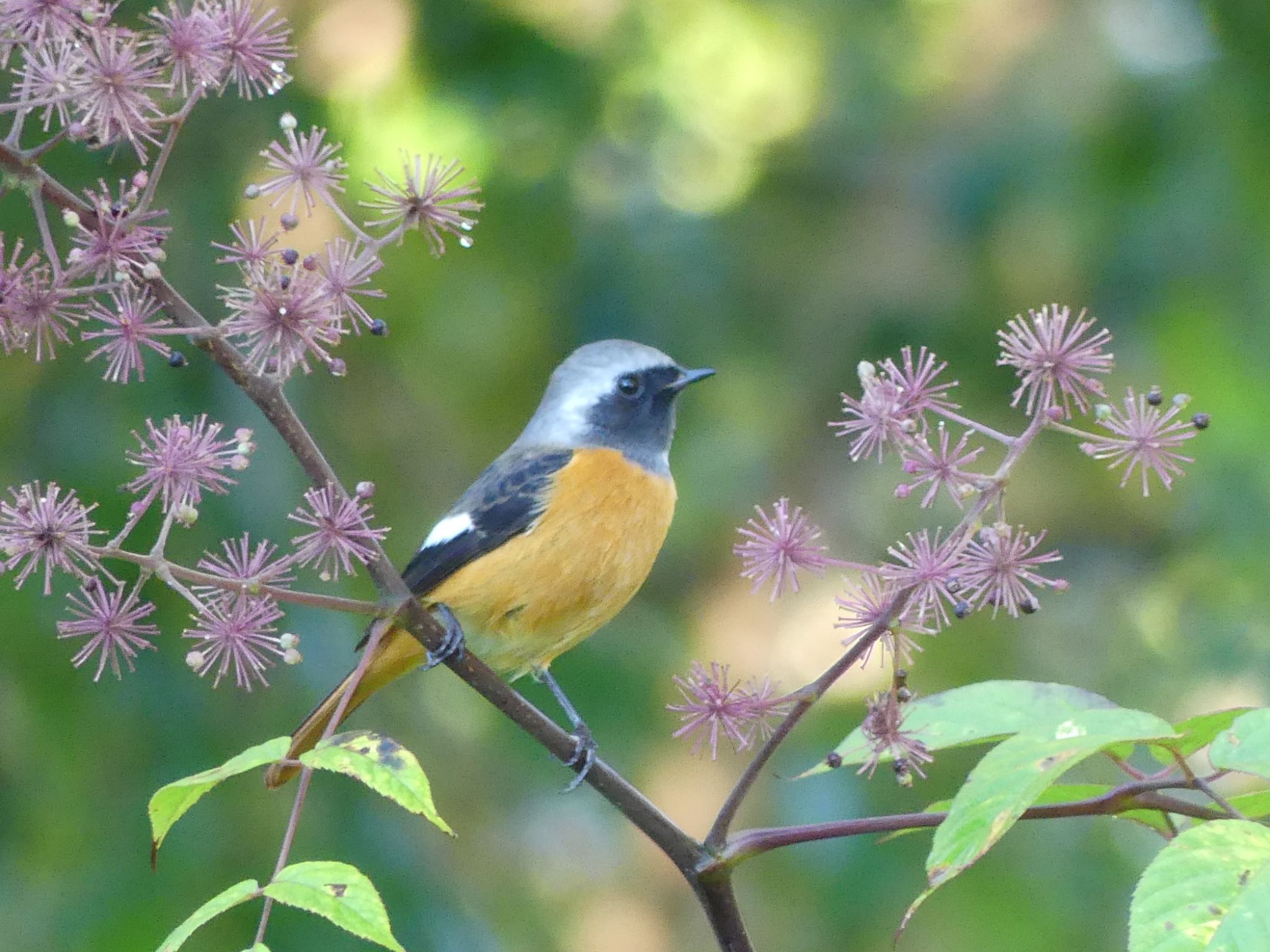 Daurian Redstart