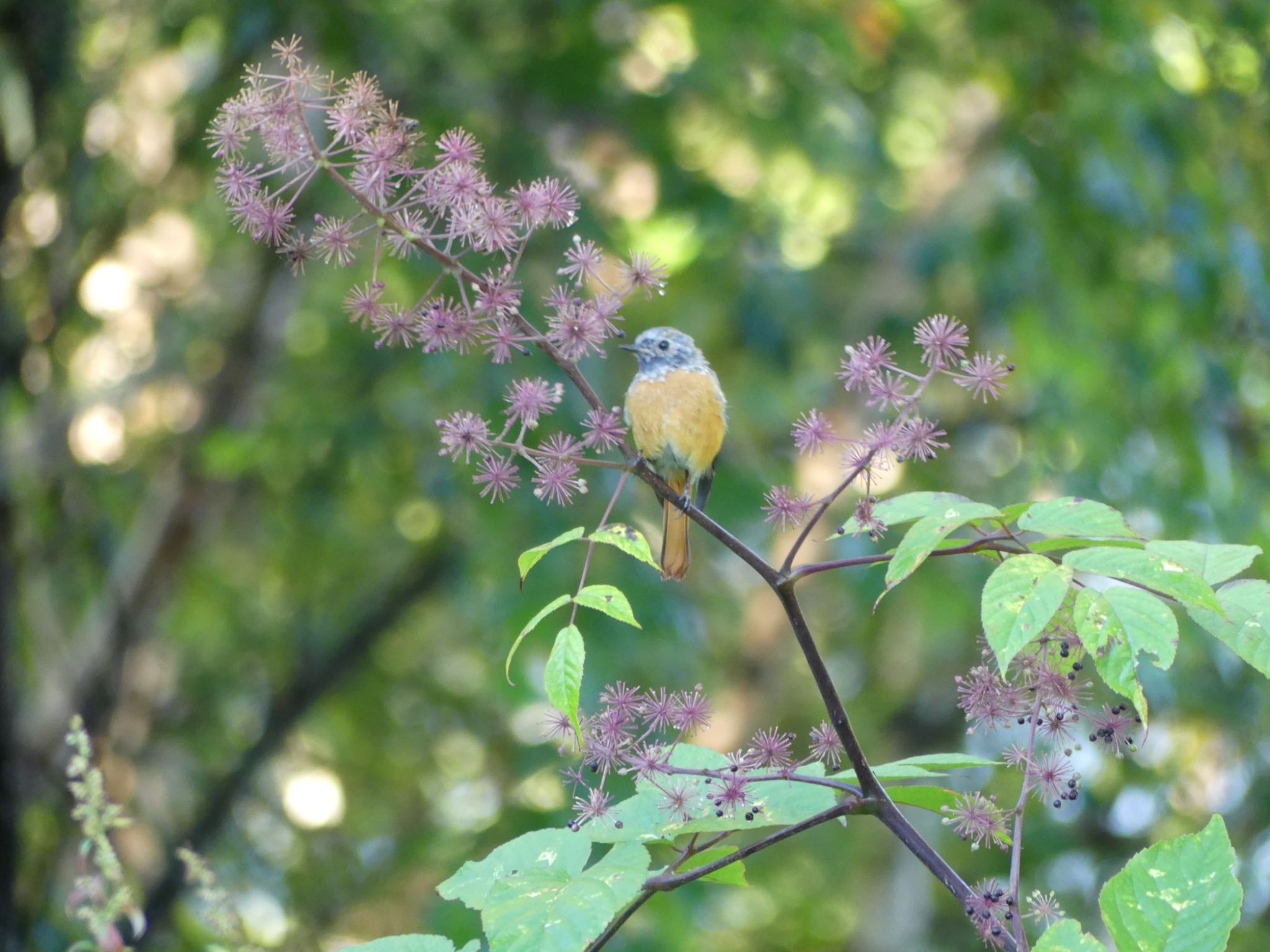 Daurian Redstart