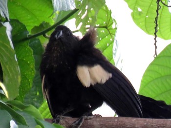 Goliath Coucal