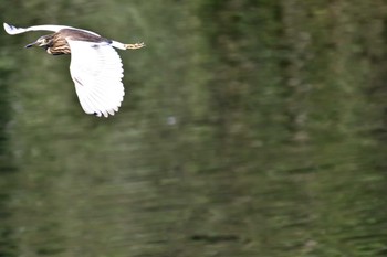 2022年9月26日(月) 長浜公園の野鳥観察記録