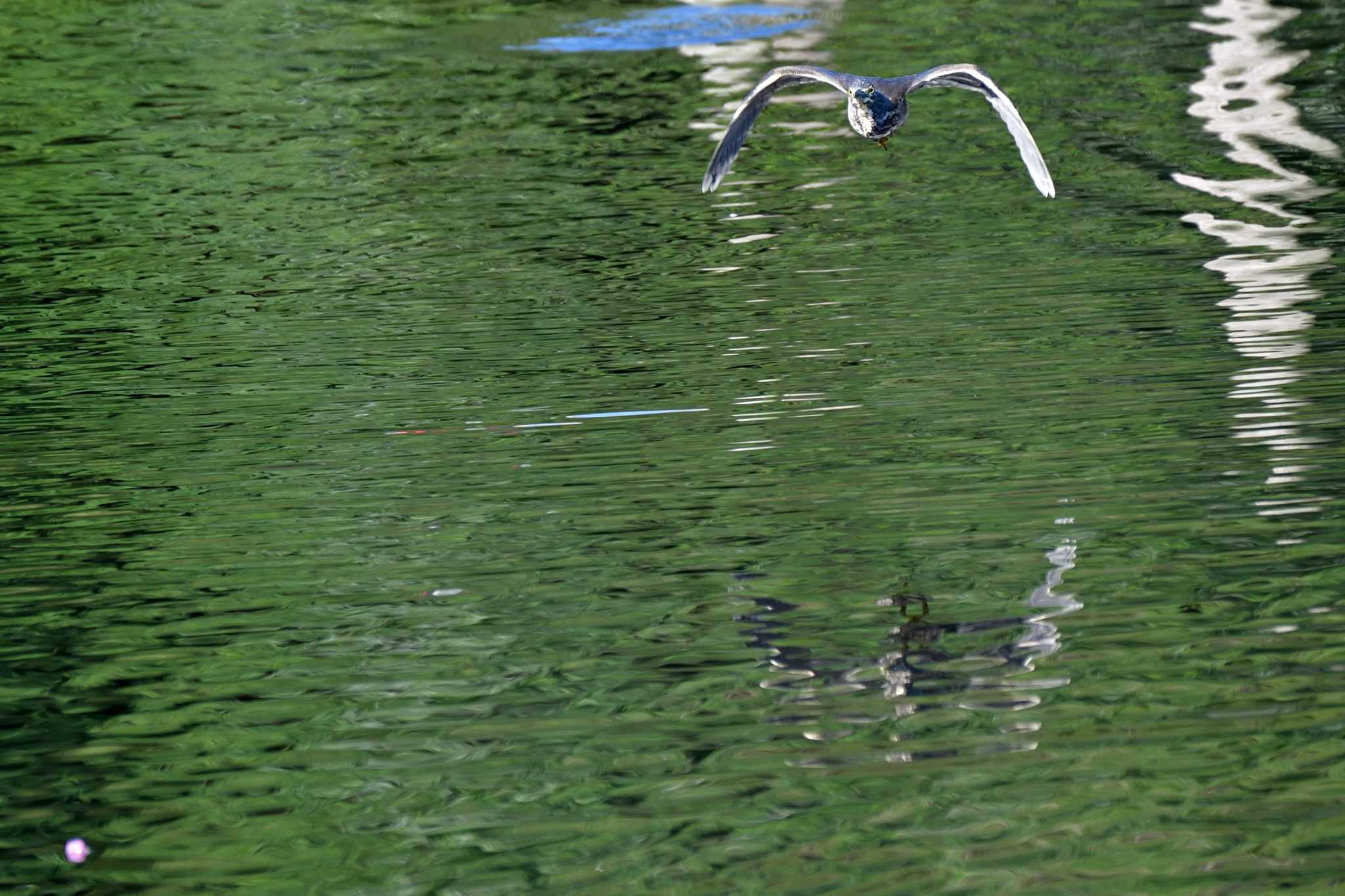 長浜公園 ササゴイの写真 by やなさん