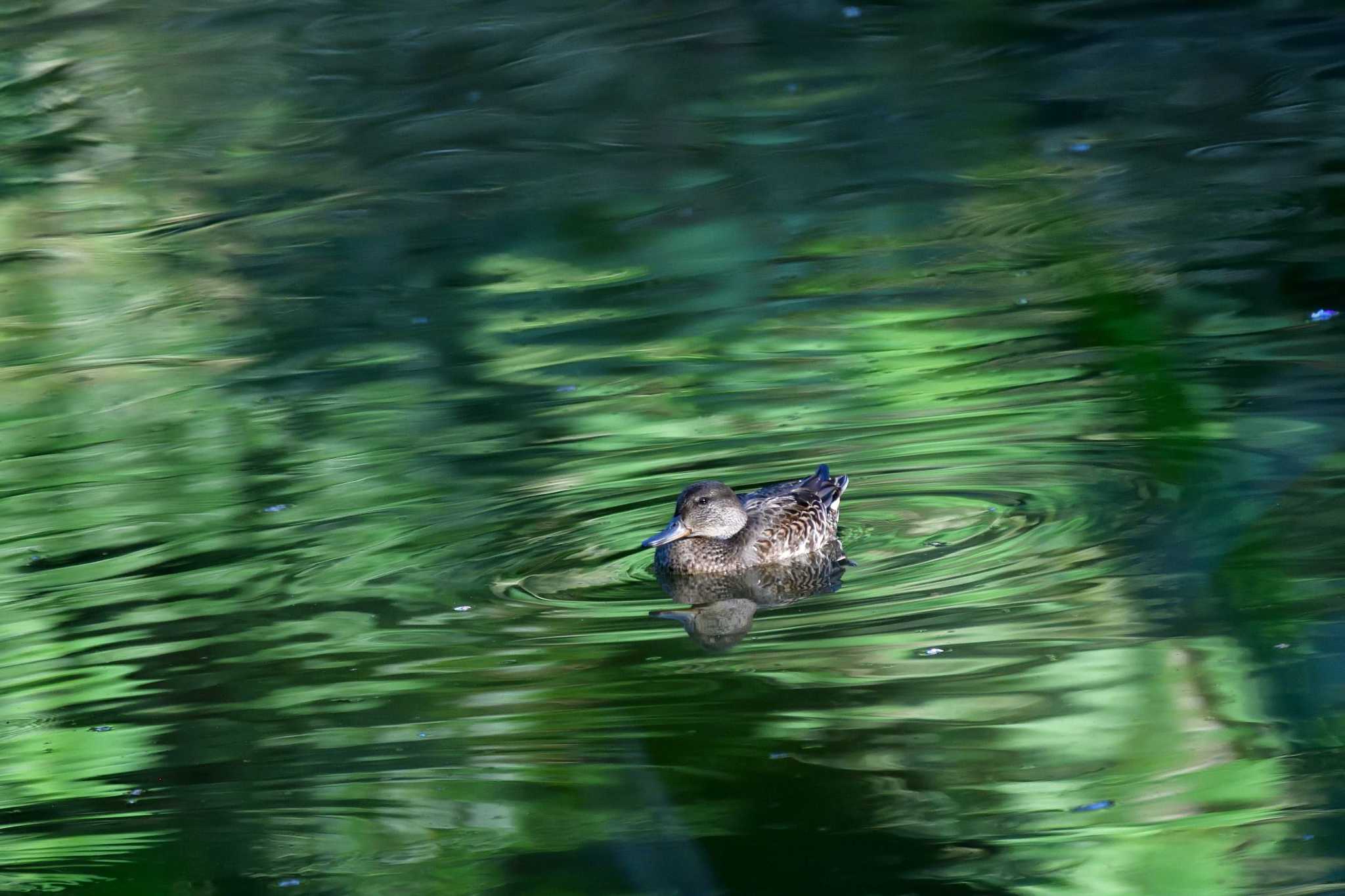 長浜公園 コガモの写真 by やなさん