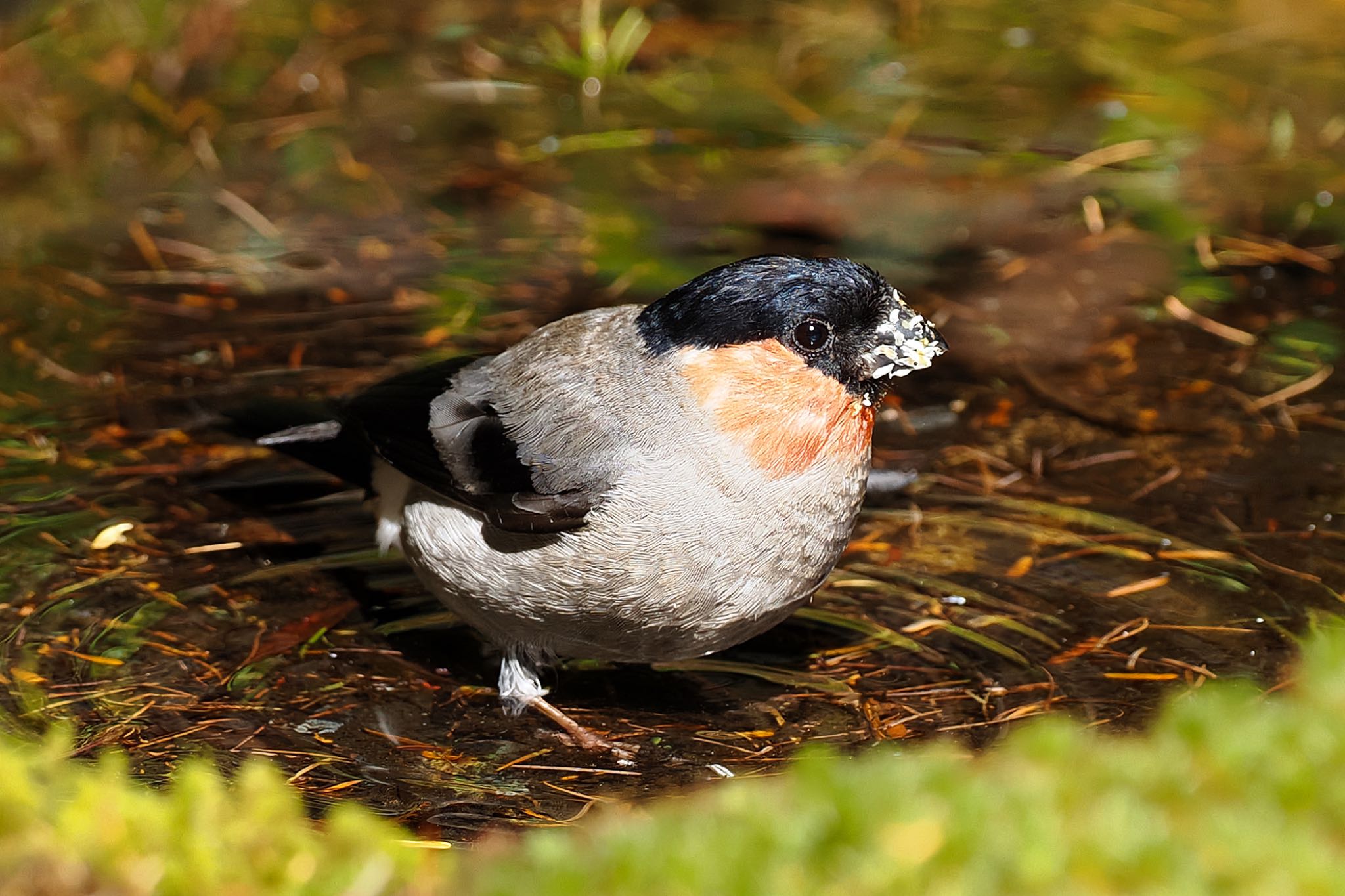 Eurasian Bullfinch