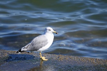 Black-tailed Gull 日の出三番瀬沿い緑道 Tue, 9/27/2022