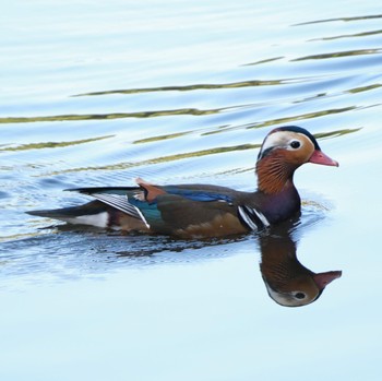 Mandarin Duck Nishioka Park Tue, 9/27/2022