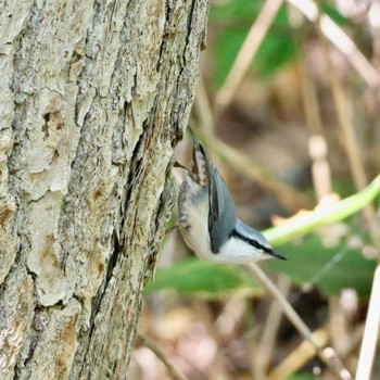 Eurasian Nuthatch Nishioka Park Tue, 9/27/2022