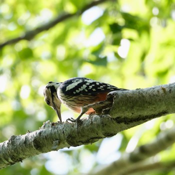White-backed Woodpecker Nishioka Park Tue, 9/27/2022