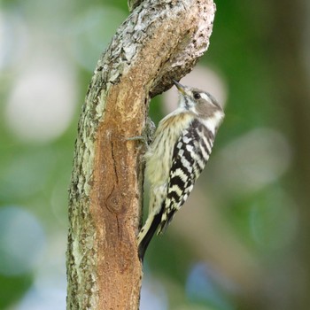 Japanese Pygmy Woodpecker Nishioka Park Tue, 9/27/2022