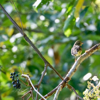 Masked Bunting Nishioka Park Tue, 9/27/2022