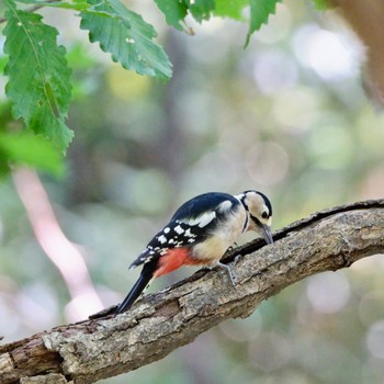 Great Spotted Woodpecker Nishioka Park Tue, 9/27/2022