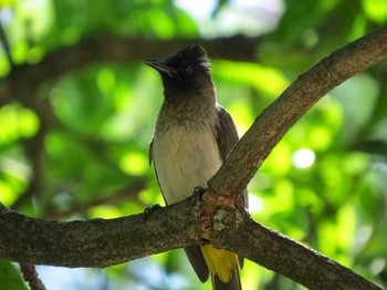 Dark-capped Bulbul